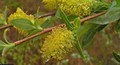 Autumn_willow_small