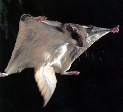 Caption: Flying squirrel