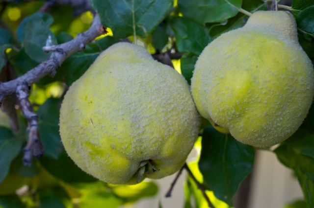 Caption: Quince, Credit: Guy Hand