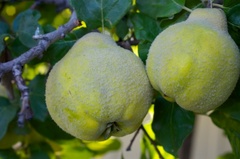 Caption: Quince, Credit: Guy Hand
