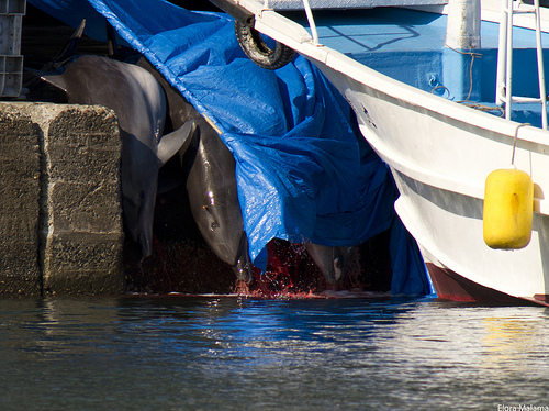 Caption: Dolphins being butchered in Taiji, Japan. , Credit: Photo by <a href="http://www.flickr.com/photos/taijidolphinslaughter/5304070526/in/photostream/">Elora West</a>