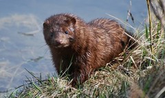 Caption: Mink by the lakeshore