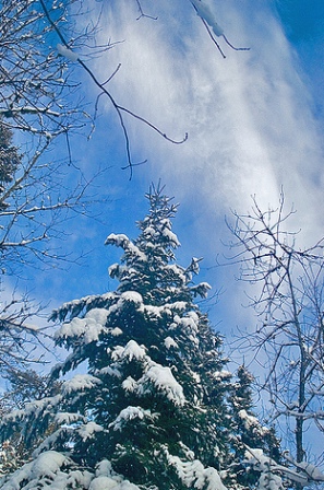 Caption: Winter in the wilderness