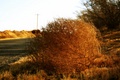 Tumbleweed_image_small