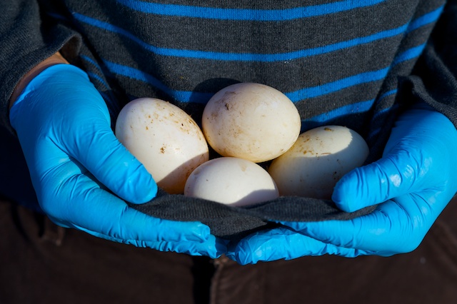 Caption: Duck eggs at Morning Owl Farm, Credit: Guy Hand
