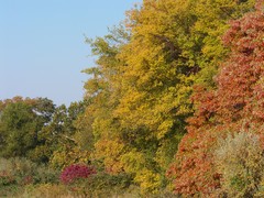 Caption: Fall in Illinois, Credit: Kevin Boucher