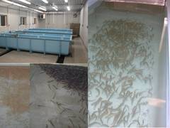 Caption: Grand Portage Native Fish Hatchery, Credit: Photo courtesy Grand Portage Trust Lands