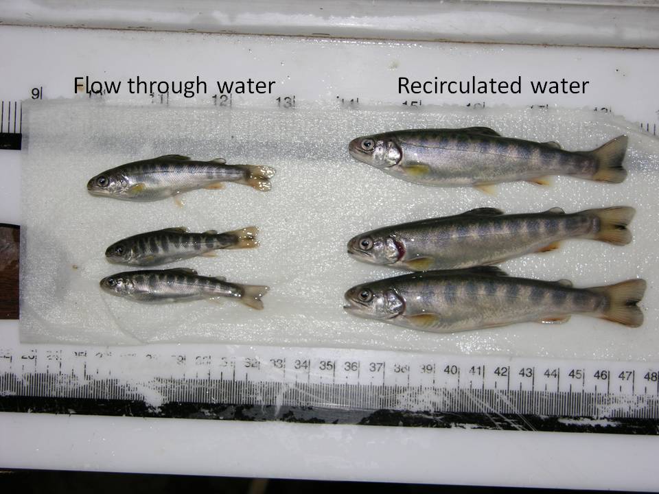 Caption: Grand Portage Native Fish Hatchery, Credit: Grand Portage Trust Lands