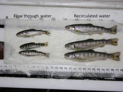 Caption: Grand Portage Native Fish Hatchery, Credit: Grand Portage Trust Lands