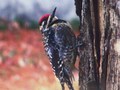 Woodpecker121308_small