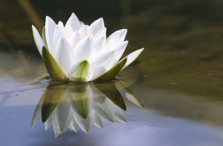 Piece image
