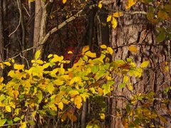 Caption: Autumn's colors give many people peace., Credit: Photo by Kevin Boucher