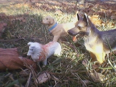 Caption: If they chew it and it is still writhing, continuing to chew is profound., Credit: Susan Cook