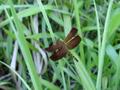 Simple_life_dsc02364-2_small