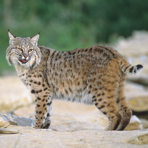 Caption: Bobcat
