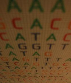 Caption: Four nucleic acid bases, represented by the letters A, C, G, and T, make up your DNA. Researchers are working to decode their secrets., Credit: Image courtesy of Flickr user skreck.