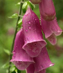Caption: Foxglove photographed in Bestwood Country Park, Nottinghamshire., Credit: Image courtesy of Flickr user DaveKav.