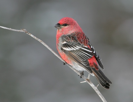 Caption: Male pine grosbeak