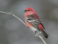 Pinegrosbeak_small