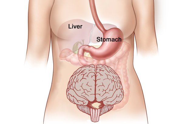 Caption: Scientists say the intestines are like a second brain., Credit: (WBEZ/Michael De Bonis)