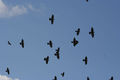 Crows_small
