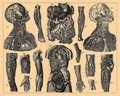 Small_anatomy_small
