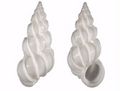 Angulatum2b_small