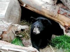 Caption: Black bear