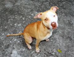 Caption: Bailey the pitbull, Credit: Photo courtesy of Terence Cantarella
