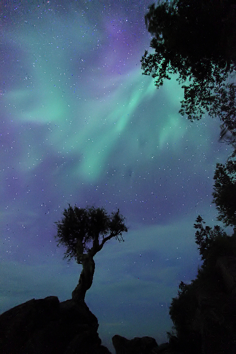 Caption: Dancing Sky Over the Spirit Tree, Credit: Travis Novitsky