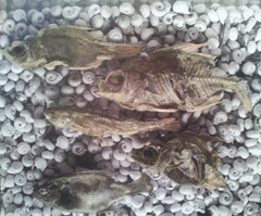Piece image