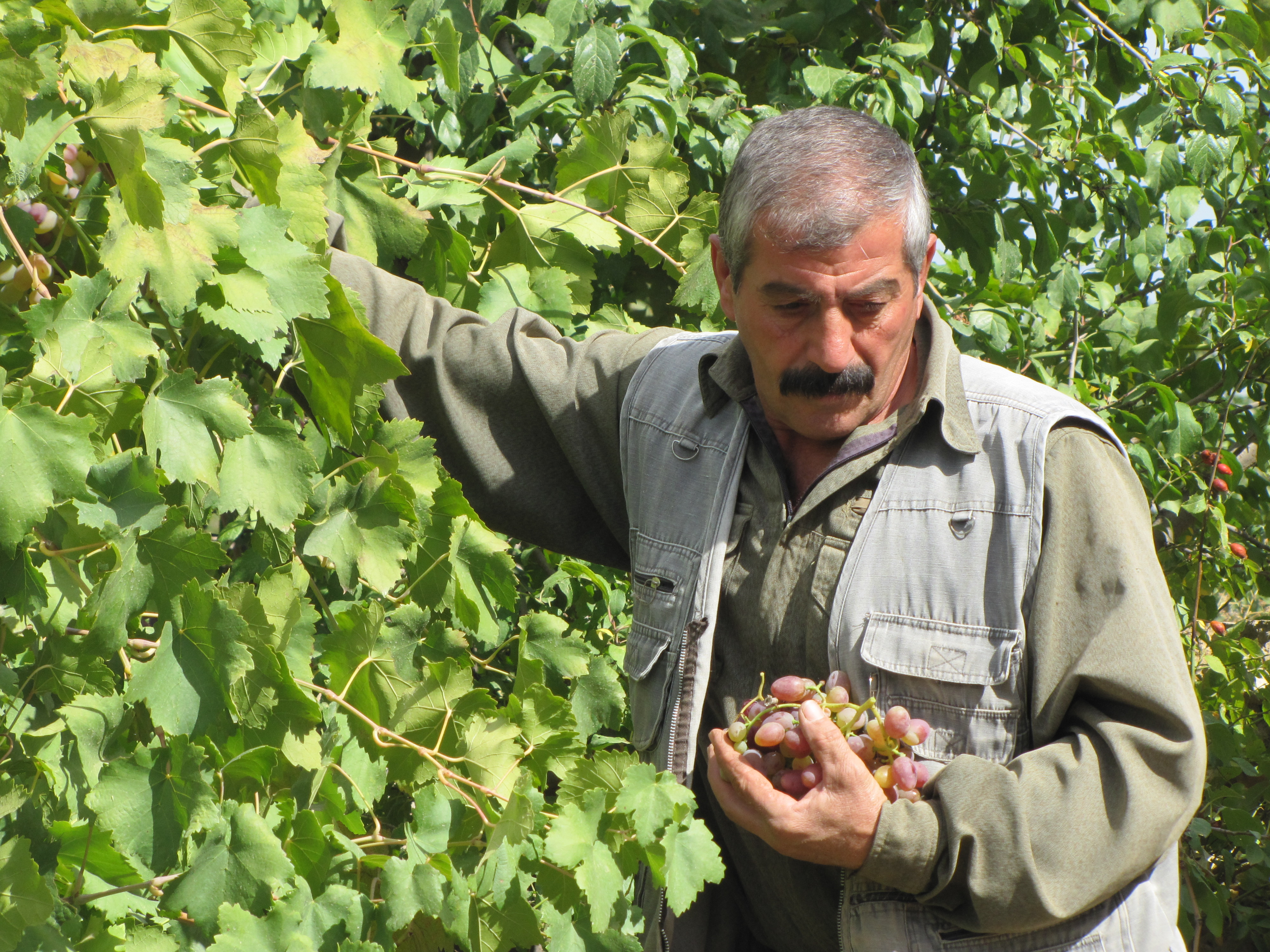 Caption: A farmer in Merikegia, a village in Iraqi Kurdistan., Credit: Rachel Stacy