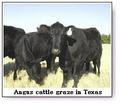 Angus_small