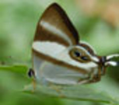 Piece image
