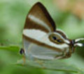 Ugandan-butterflies_small