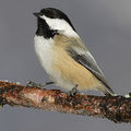 Black_capped_chickadee_small