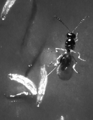 Caption: A wasp attacks a larval fruit fly., Credit: Todd Schlenke, Emory University