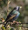 Philip_heron_small