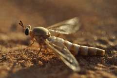Caption: Eremomidas arabicus, Credit: Brigitte Howarth~Emirates Natural History Group/Zayed University