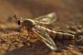 Eremomidas_arabicus_small