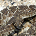 Rattlesnake_small