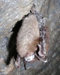 Caption: A little brown bat showing symptoms of white-nose syndrome in Greeley Mine, Vermont (April, 2009)., Credit: (Marvin Moriarity/U.S. Fish and Wildlife Service)