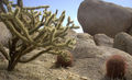 Cactus_small