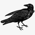Crow_small