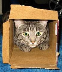 Caption: Don't let the cuteness fool you. This cat is spreading dander all over its owner's house., Credit: Flickr user admiller.