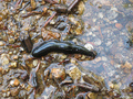 Leech_small