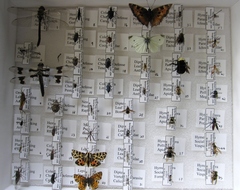 Insect_collection2_medium