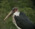 Stork_large_small