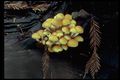 Hypholoma_fasciculare_small