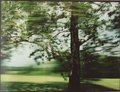 The_green_tree_dervish_copy_small
